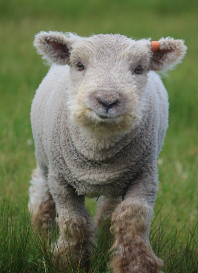 Babydoll lamb