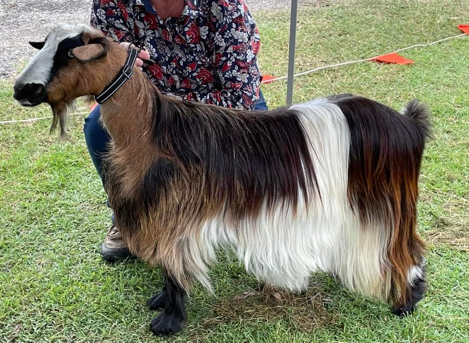 25 Long-Haired Goat Breeds - The Happy Chicken Coop