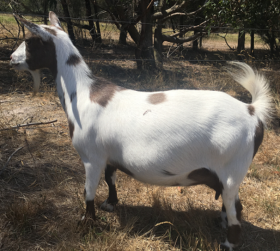 Nigerian Dwarf goat