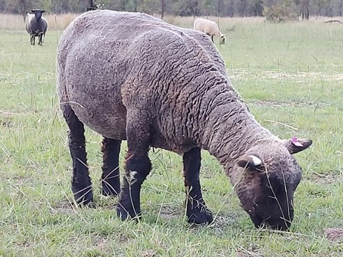 Camare ewe showing a lighter shade a few months post shearing