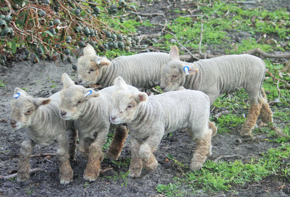 Babydoll lambs