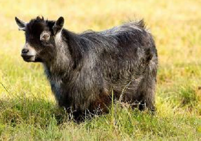 Pygmy goat